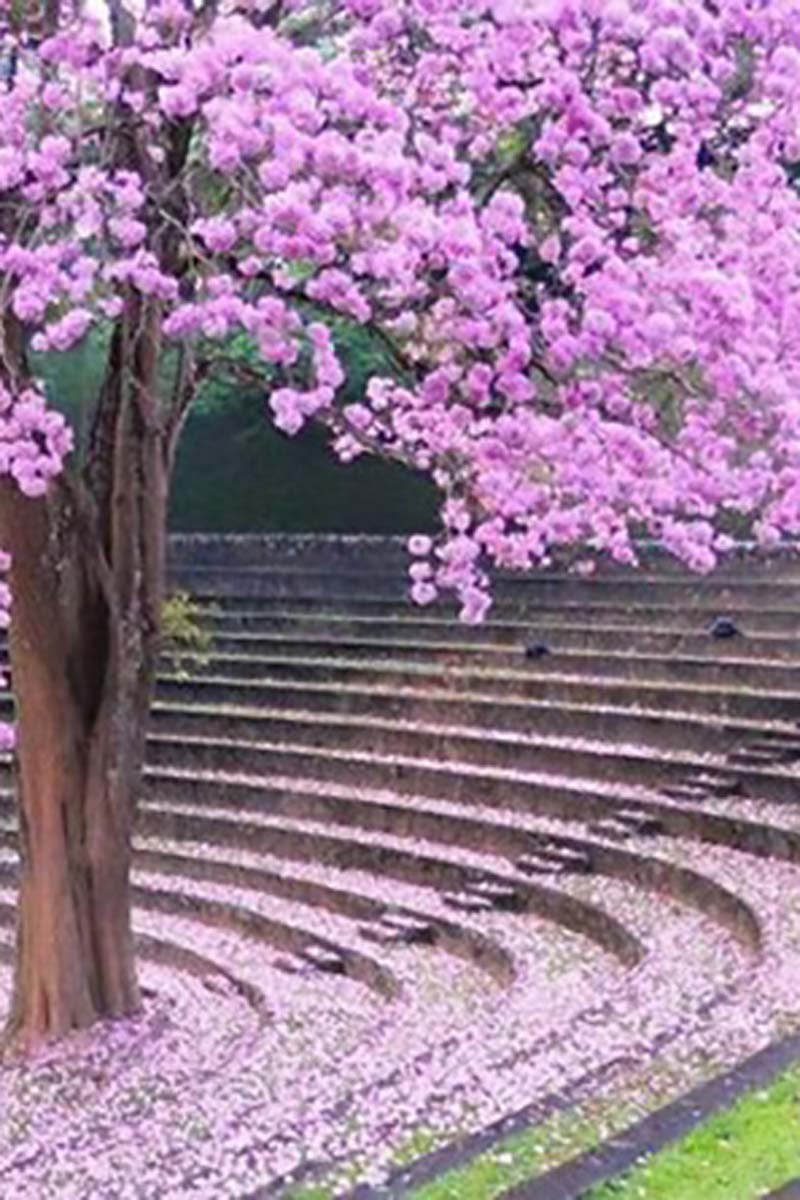 University of Peradeniya